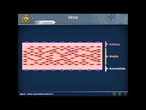 Cardiovascular system 22: Veins