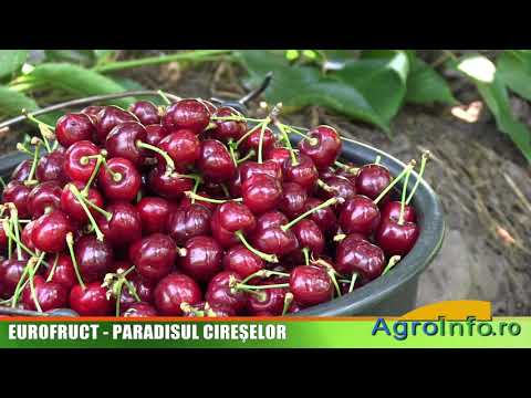 EUROFRUCT - PARADISUL CIREŞELOR