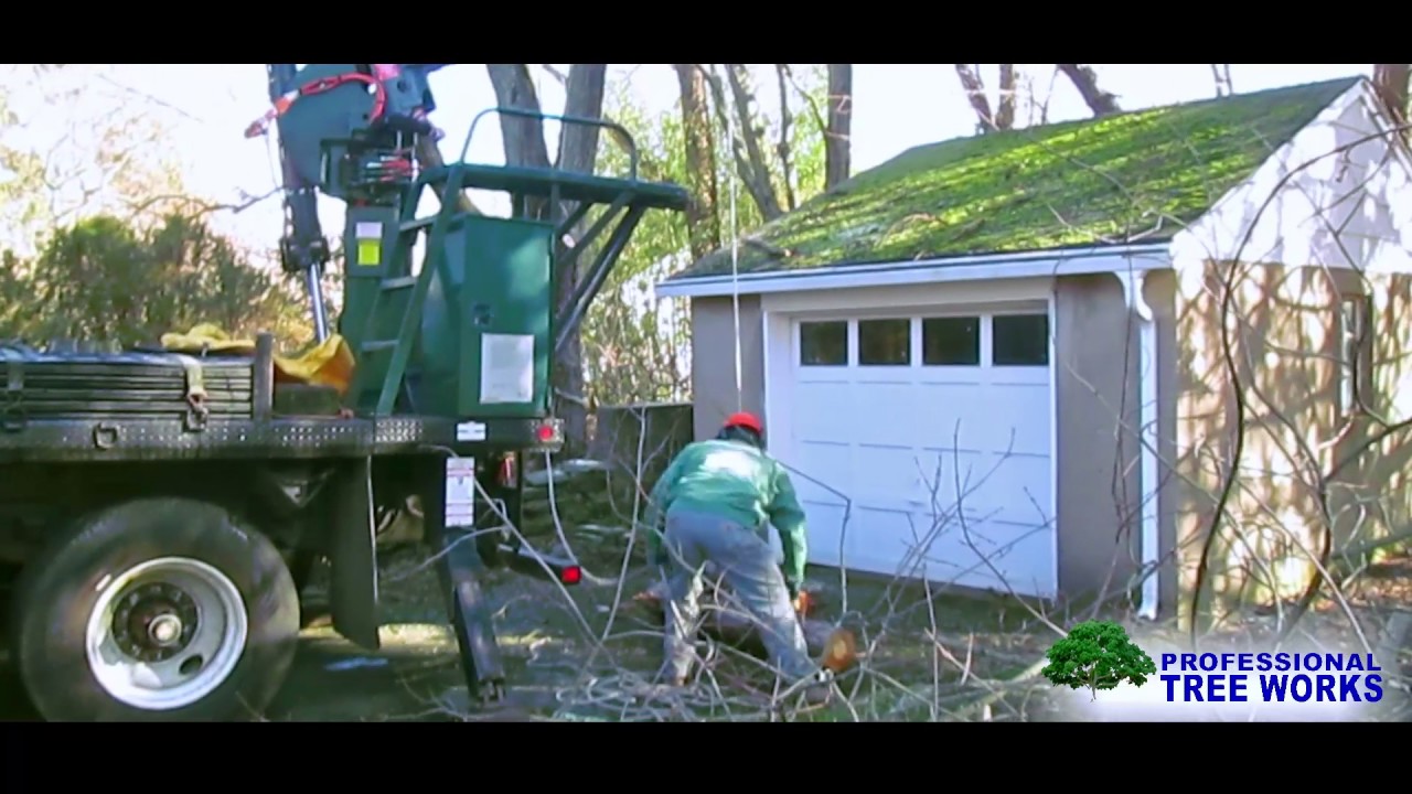 Removing A Fallen Dead Austrian Pine Tree On A Garage