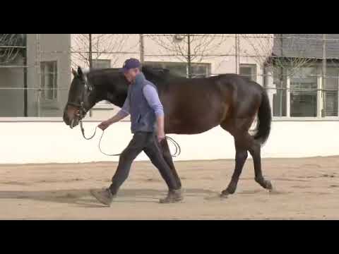 Mirage Dancer, Gr.1 Performer by Frankel from the best family in the book