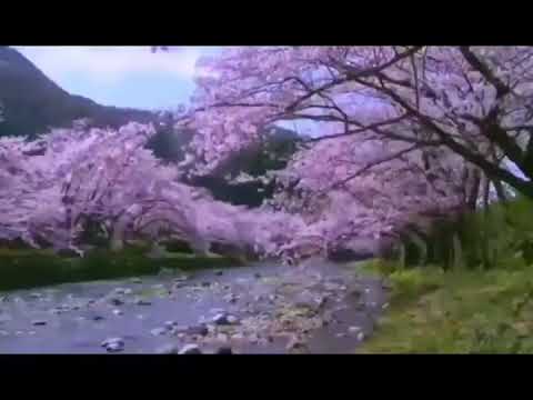 Indy Salen ton biaruah ți lio.