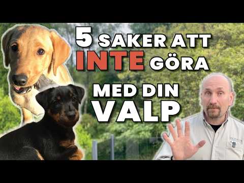 5 saker att INTE göra med din Valp!
