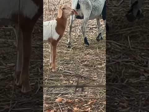 Alagamento pós Temporal em Tauá.