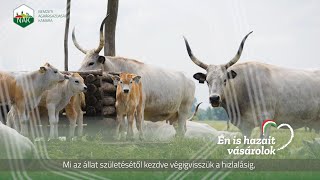 Válasszuk a hazai szürkemarhából készült termékeket!