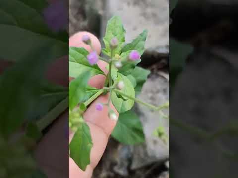 सहदेवी का पौधा