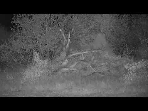 Djuma: Two Hyenas sniffing around by dead tree/termite mound - 03:27 - 07/11/21