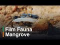 Film Dokumenter Hewan Bahasa Indonesia Di Bawah Akar Bakau Full Movie