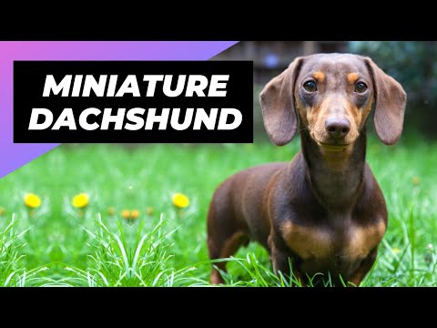 Miniature Dachshund 🐶 The Perfect Lapdog