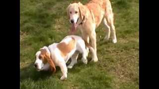 A Skinny Puppy Play Date - Nature&#39;s Revenge - Basset Hound vs Golden Retriever Puppy Play