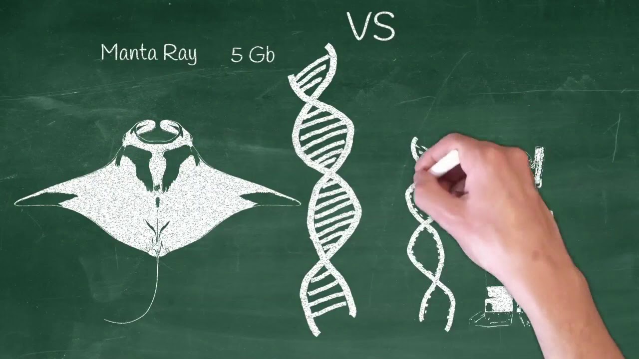Genome of an Ocean Giant