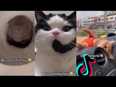 BRUSCHIMICHIS😹💗 1 hora de risa🐈💕! // #bruschimichis #humor