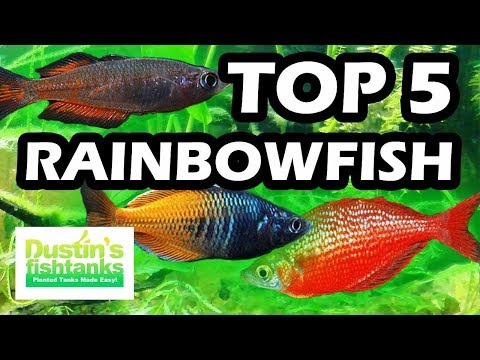 TOP 5 FAVORITE RAINBOWFISH FRESH WATER AQUARIUM FISH