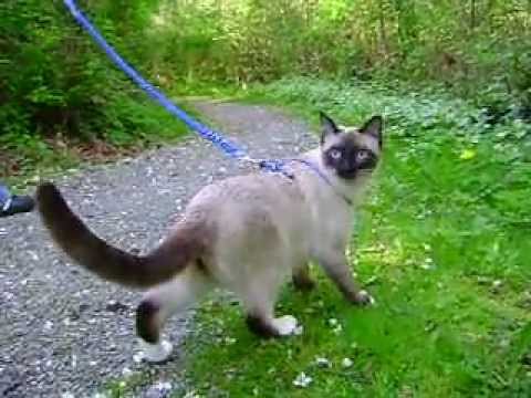 Cute siamese cat walking on a Leash