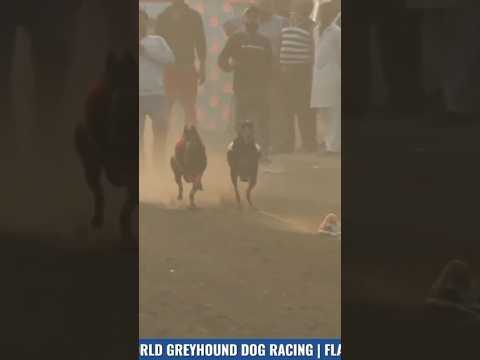 CLASH Vs KING MAN #doglover #dog #greyhound #ytshorts #shorts #trending #shortfeed #viralvideo #song