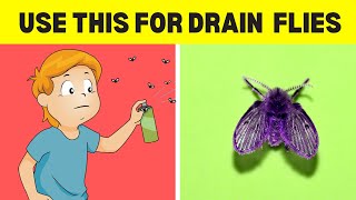 How To Get Rid Of Drain Flies (5 Easy Ways)