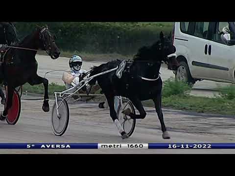 Aversa trotto 16 Novembre 2022 - 5° Corsa