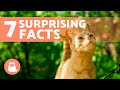 7 FACTS About ORANGE CATS