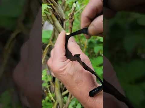接ぎ木でヤナギを増やす 植物