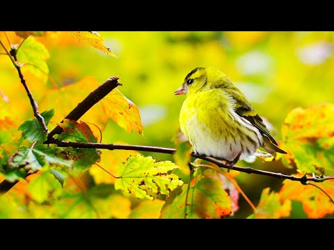Heilende Frequenzen 🌿 Musik für Herz und Gefäße, Sanfte Musik beruhigt das Nervensystem und  Seele