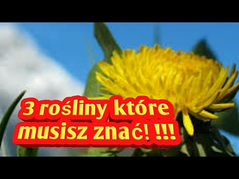 Kobiety Włosy powoduje utratę i leczenie Środki zaradcze ludowej brązowe włosy