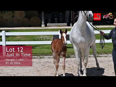 Fohlenauktion Next Generation Lot 12 Just in Time Hengst v. Jasper - Clinton