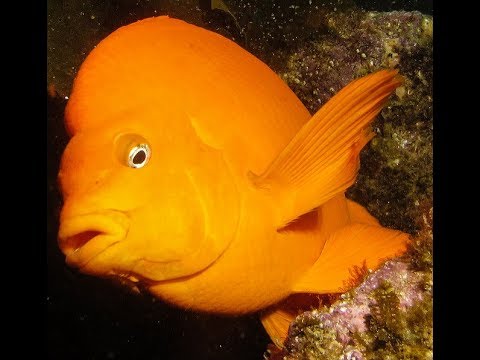 Facts: The Garibaldi Damselfish