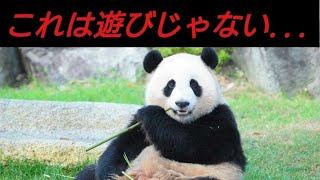 【動物タワーバトル】DTB、みんな始めて見ないか？