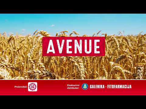 Ovo je sorta pšenice otporna na poleganje