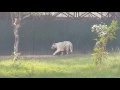 4K This Tiger Killed A Student Who Fell Into New Delhi Zoo National Zoological Park Delhi