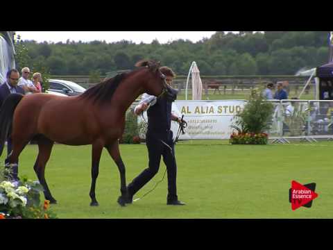 N.53 MASOUN AL ADEYAT - Chantilly 2017 World Cup - 3 Years Old Colts (Class 8)