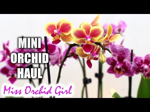 Mini Phalaenopsis Orchid haul!