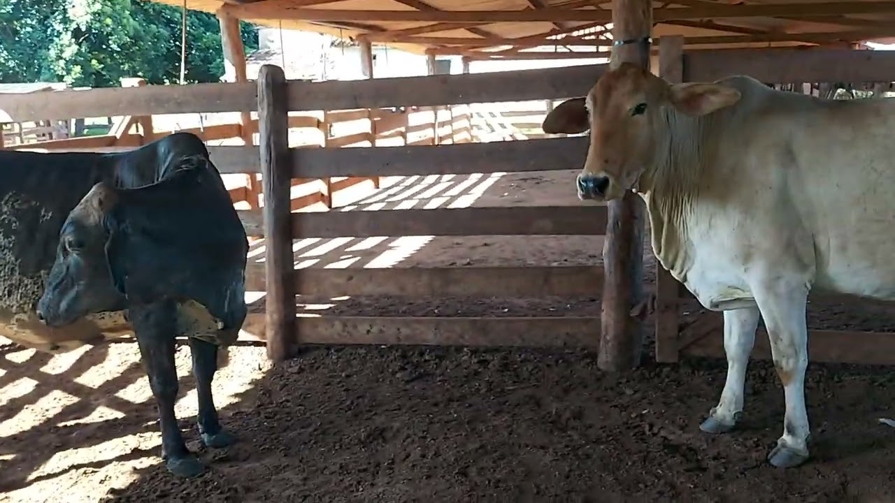 NO COMÉRCIO DA VACA GORDA SERÁ QUE MELHOROU OS PREÇOS