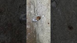 #aranha vai ter filhos