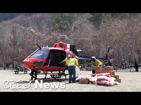 Australia Is Dropping Veggies from Helicopters for Starving Wallabies