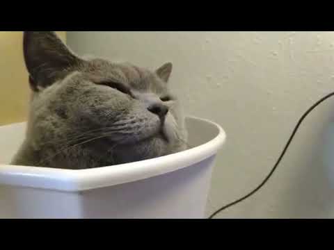 Hilarious Cat Falls Asleep in Garbage Can!! (Higgins the British Shorthair)