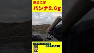 放流にはバンナ2.0gの放流そうちょーでボトムからの巻き上げ#shorts #fishing #管理釣り場 #釣り #バンナ