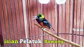 Download lagu Kolibri Ninja isian Pelatuk Bawang mp3