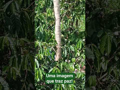 borboletas no pé de café.    #presidentejuscelino #presidentejuacelinoma #maranhão