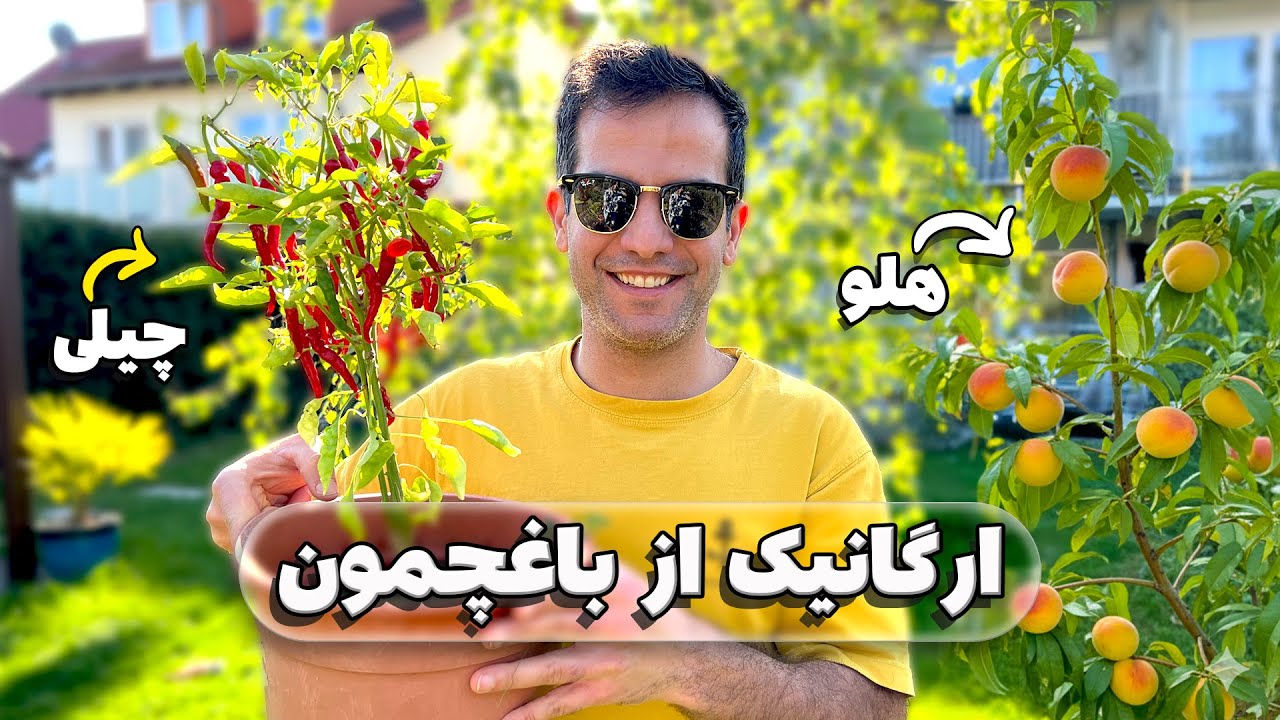 برداشت میوه ها و سبزیجات اورگانیک  باغچه 🍑🍆 ارزشش رو داشت؟