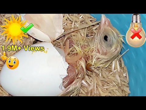 Easy Egg INCUBATOR WithOut ELECTRICITY || Hatching Chicken Eggs In Homemade Incubator