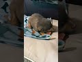 Obsessed Aussiesdoingthings Fok Dog