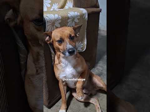 Cortês-PE meu amigo toby