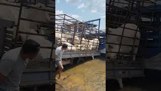 colocando gado no barco
