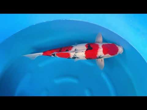 JKS 044 3Y HQ Female Sanke 59 cm