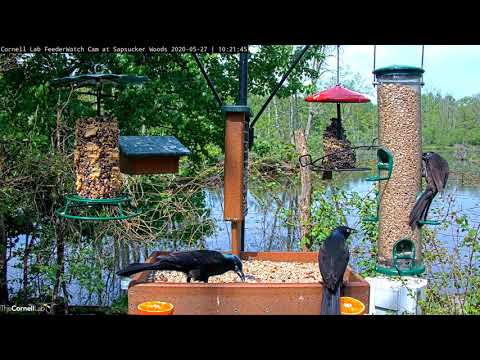 Grackle Snaps Up Insect From Another At Cornell Feeders – May 27, 2020