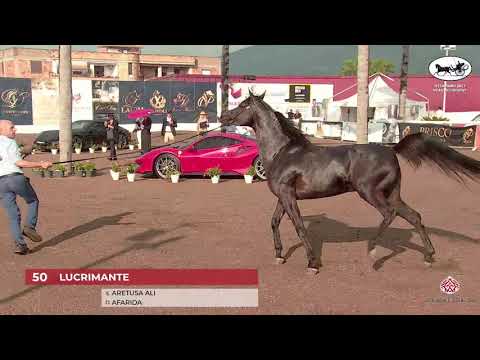 N 50 LUCRIMANTE   Vesuvio Trophy 2021   Stallions 4 6 years old Class 10