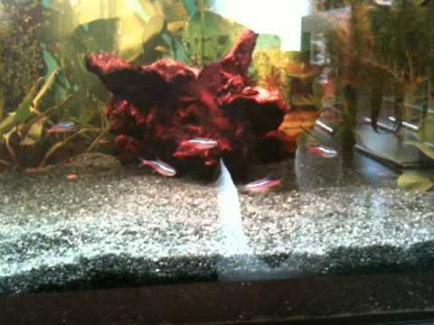 paracheirodon innesi & otocinclus affinis in 54l tank