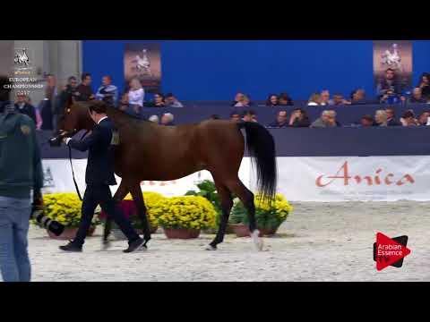 N.169 PETRARCA - Verona 2017 - 3 Years Old Colts (Class 6)