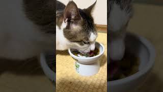 2026年8月11日 今日のしーちゃんฅ^•ω•^ฅ