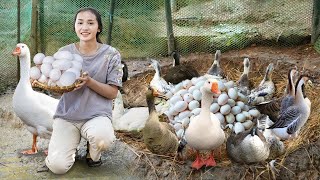 Harvesting GOOSE EGGS, Harvesting QUAIL EGGS...Goes To The Market Sell - Making garden / Cooking